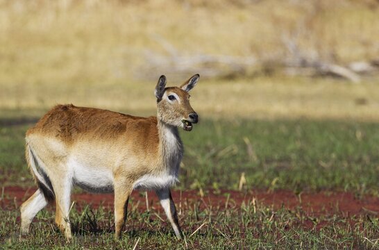 Red Lechwe (Kobus leche leche), female, in a freshwater marsh, Okavango Delta, Moremi Game Reserve, Botswana