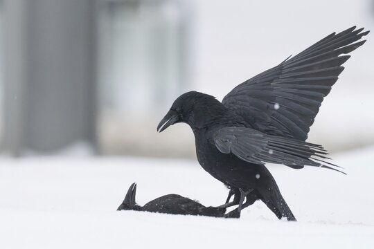 Two fighting crows (Corvus corone) in the snow, Hesse, Germany