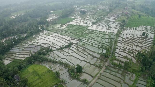 Drone flying over Rice fields on Java island, Indonesia