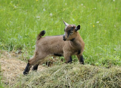 Young Domestic Goat (Capra aegagrus hircus), Schladminger Tauern, Styria, Austria, Europe