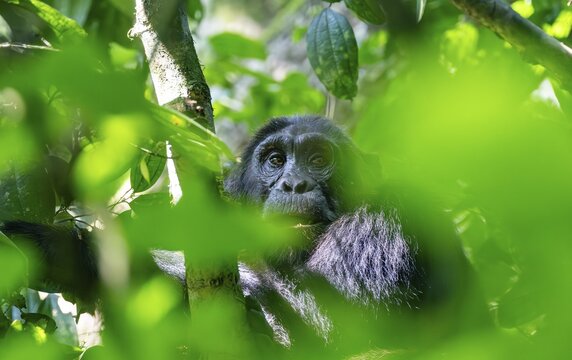 Chimpanzee (Pan Troglodytes), adult male in a tree between leaves, Murchison Falls National Park, Uganda