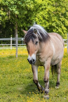 Light brown horse with black and white mane in a paddock, yellow flower meadow, Upper Bavaria, Bavaria, Germany