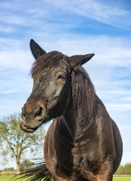 Horse, Portrait, Bavaria, Germany