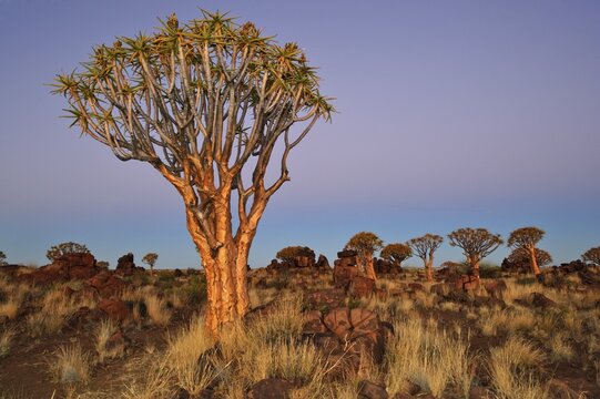 Quiver Tree (Aloe dichotoma) after sunset in the Quiver Tree forest at the Garas Camp, near Keetmanshoop, Namibia, Africa