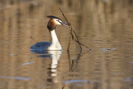 Great Crested Grebe (Podiceps cristatus) transporting nesting material in its beak, Hesse, Germany