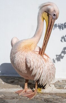 Pelican Petros II, Parika, Paros, Cyclades, Aegean Sea, Greece