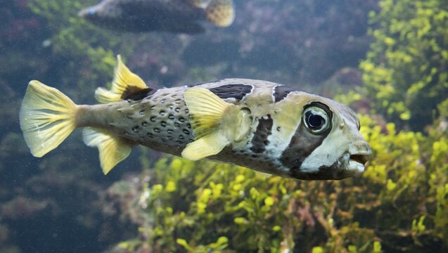 White-spotted Puffer (Arothron hispidus), captive
