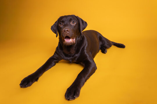 Adorable Chocolate Labrador Retriever puppy lying down with a happy, surprised expression. Playful Pet Portrait with Happy Expression, Studio Shot for Animal Care