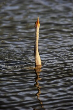 Snakebird (Anhinga anhinga), adult, sticking neck ouf water, food search, Wakodahatchee Wetlands, Delray Beach, Florida, USA