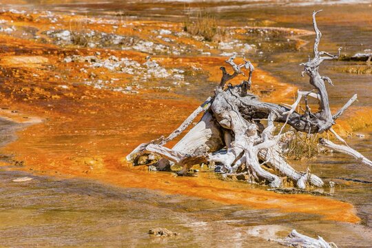 Gnarled tree root on yellow bacteria in a hot spring, Black Sand Basin, Yellowstone National Park, Wyoming, USA