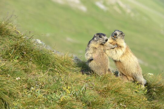 Two Alpine Marmots (Marmota marmota), fighting with each other, Grossglockner, Hohe Tauern National Park, Tyrol, Austria