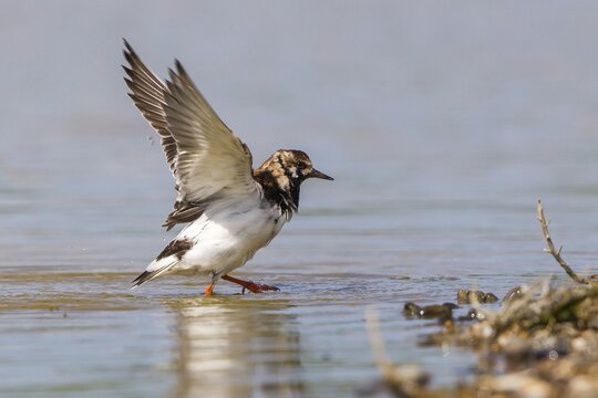 Ruddy Turnstone (Arenaria interpres) with stretched wings, Texel, West Frisian Islands, province of North Holland, Holland, The Netherlands