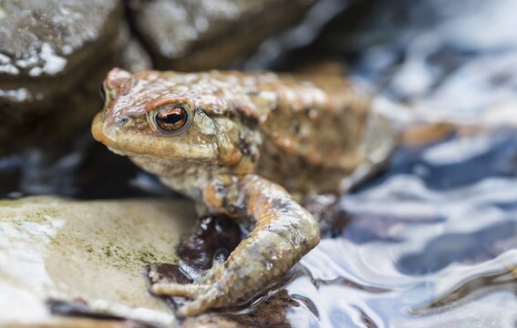 Common toad (Bufo bufo) in water, mating season, Stallauer Weiher, Upper Bavaria, Bavaria, Germany