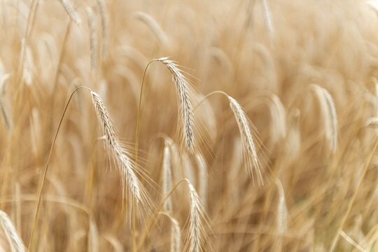 Ears of corn in a field, rye (Secale cereale L.) Petkuser short straw, traditional agricultural cultivation, Open-air museum Dom&auml;ne Dahlem, Berlin, Germany
