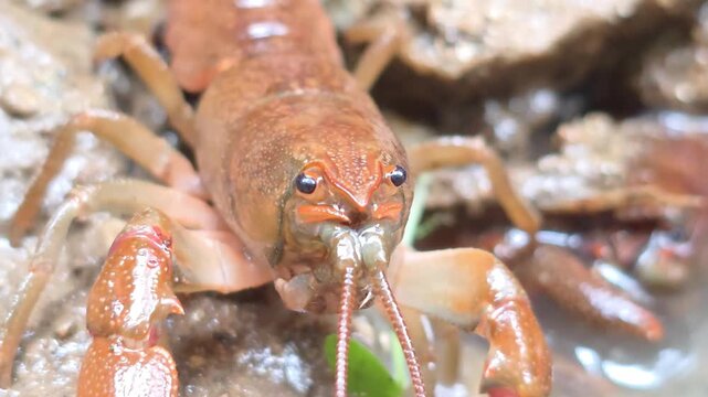 


Macro Shot of a Crayfish in the Wild Water Environment 8



