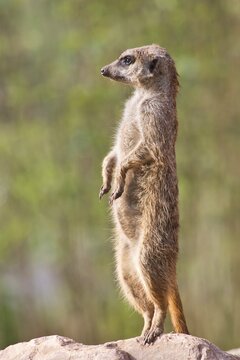 Meerkat (Suricata suricatta), captive, Germany