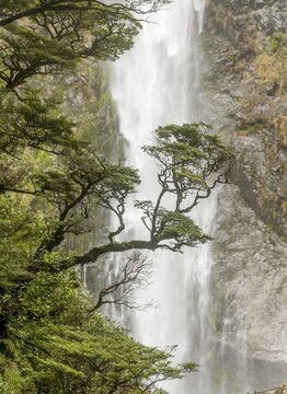 Branch of a tree in front of waterfall, Devils Punchbowl Falls, Arthur's Pass, Canterbury Region, Southland, New Zealand