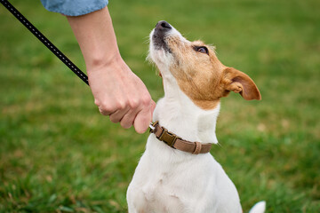 Close up of small white and brown dog on leash looking up at owner outdoors. Concept of pet care companionship and daily walk.