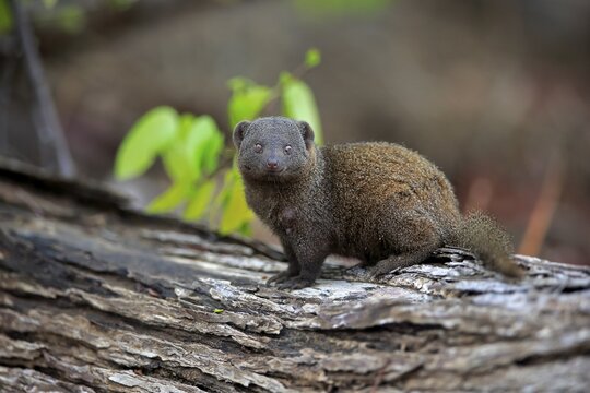Dwarf mongoose (Helogale parvula), adult, on tree trunk, direct view, Kruger National Park, South Africa