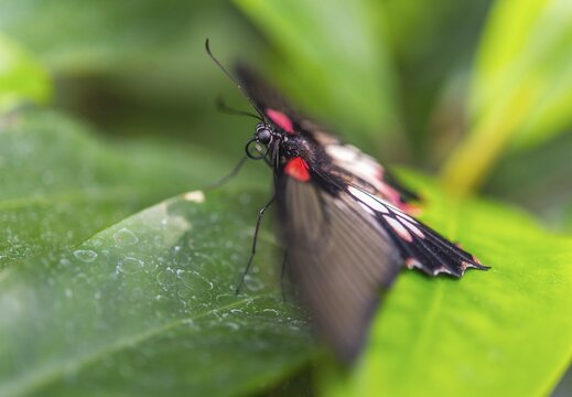 Great Mormon (Papilio memnon), butterfly house, botanical garden, Munich, Upper Bavaria, Bavaria, Germany