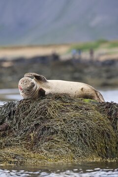 Harbor or Harbour Seal (Phoca vitulina), Sn&aelig;fellsnes, Sn&aelig;fellsness, Iceland, Europe