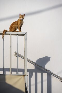 Tabby cat sitting on railing, shadow on wall, Paros, Cyclades, Aegean Sea, Greece