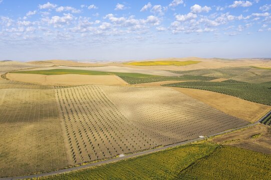 Cultivations of olive trees (Olea europaea), sunflowers (Helianthus annuus) and cornfields, aerial view, drone shot, Campi&ntilde;a Cordobesa, C&oacute;rdoba province, Andalusia, Spain
