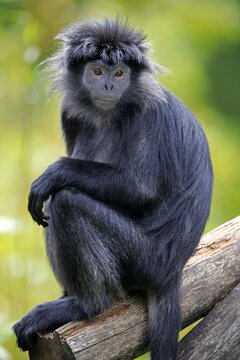 Javan lutung (Trachypithecus auratus), adult, sitting on tree, alert, endangered species, captive, Indonesia