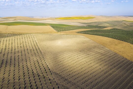 Cultivations of olive trees (Olea europaea), sunflowers (Helianthus annuus) and cornfields, aerial view, drone shot, Campi&ntilde;a Cordobesa, C&oacute;rdoba province, Andalusia, Spain