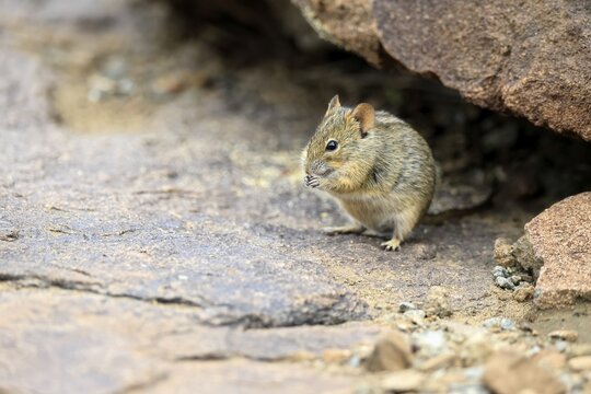 Typical striped grass mouse (Lemniscomys striatus), adult, alert, feeding, Mountain Zebra NP, Eastern Cape, South Africa