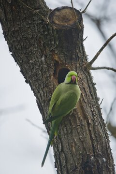 Rose-ringed parakeet (Psittacula krameri), Rhineland-Palatinate, Germany