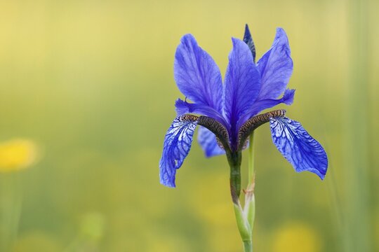 Siberian Iris (Iris sibirica), North Hesse, Hesse, Germany