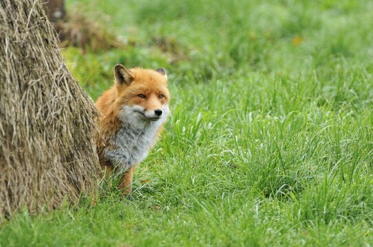 Red fox (Vulpes vulpes) at a haystack