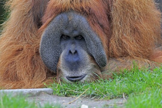 Orang Utan (Pongo pygmaeus), adult, male, portrait, captive, endangered species, Southeast Asia