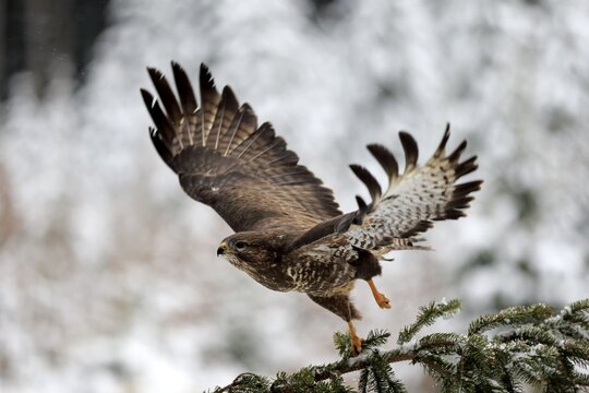 Steppe buzzard (Buteo buteo), adult on tree in winter spreading wings, in snow, Zdarske Vrchy, Bohemian-Moravian Highlands, Czech Republic