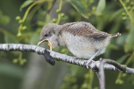 Young red-backed shrike (Lanius collurio), ejecting chitin balls, Emsland, Lower Saxony, Germany