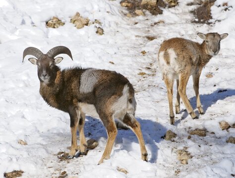 Mouflons (Ovis orientalis musimon), Hohe Wand, Lower Austria