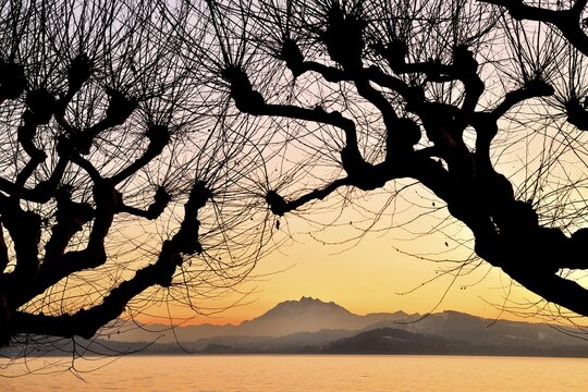 Silhouette of chestnut trees in front of a mountain range with Pilatus, Lake Zug at sunset, Canton Zug, Switzerland