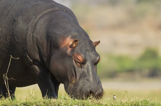 Hippopotamus (Hippopotamus amphibius), grazing at the bank of the Chobe River next to a little bird, Chobe National Park, Botswana