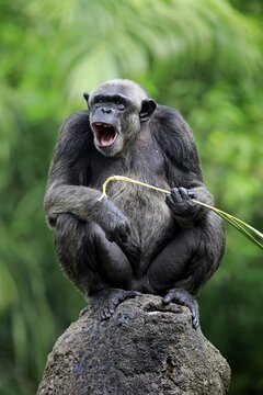 Chimpanzee (Pan troglodytes troglodytes), adult female, calling, sitting on rock, calling, captive, occurrences middle Africa