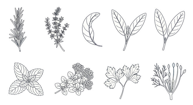 Variety of herbs and leaves.