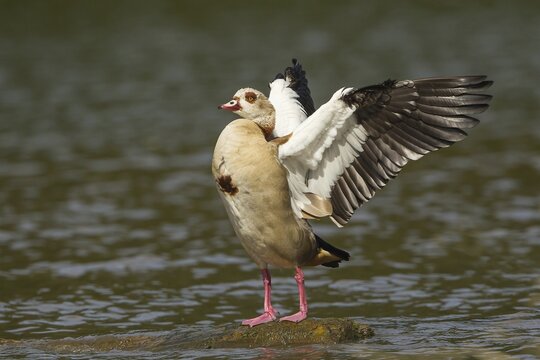 Egyptian Goose (Alopochen aegyptiacus), beating of wings, North Hesse, Germany