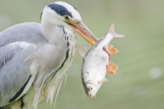 Grey Heron (Ardea cinerea) with prey, fish, North Hesse, Hesse, Germany