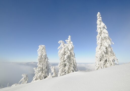 Snow-covered trees on the ridge of Mt. Unterberg, Lower Austria, Austria, Europe