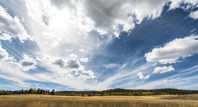 Autumn coloured aspens (Populus sp.) among pines (Pinus sp.), dramatic cloudy sky, North Rim, Grand Canyon National Park, Arizona, USA