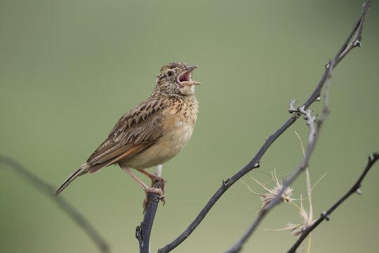 Bush Pipit (Anthus caffer), adult, on tree, on guard, singing, Pilanesberg National Park, North West Province, South Africa, Africa, Germany