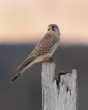 Common Common Kestrel (Falco tinnunculus), young male on pasture pole with field mouse in red sky, dawn, Swabian Alb Biosphere Reserve, Baden-W&uuml;rttemberg, Germany
