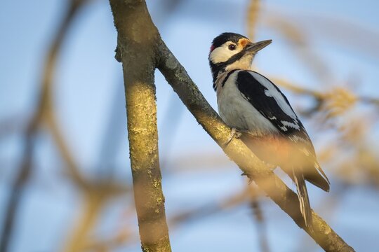 Great spotted woodpecker (Dendrocopos major) in a walnut tree, Baden-W&uuml;rttemberg, Germany