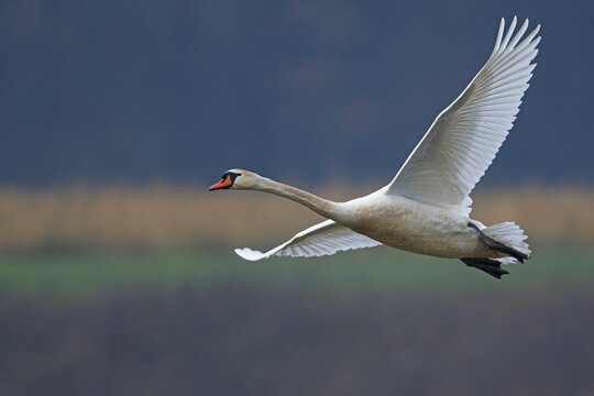 Mute swan (Cygnus olor), Emsland, Lower Saxony, Germany