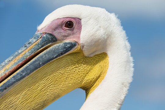 Great White Pelican (Pelecanus onocrotalus), portrait, Walvis Bay, Namibia